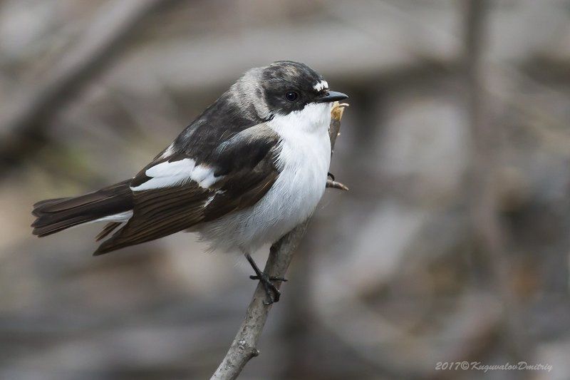 мухоловка-пеструшка Мухоловка-пеструшкаphoto preview