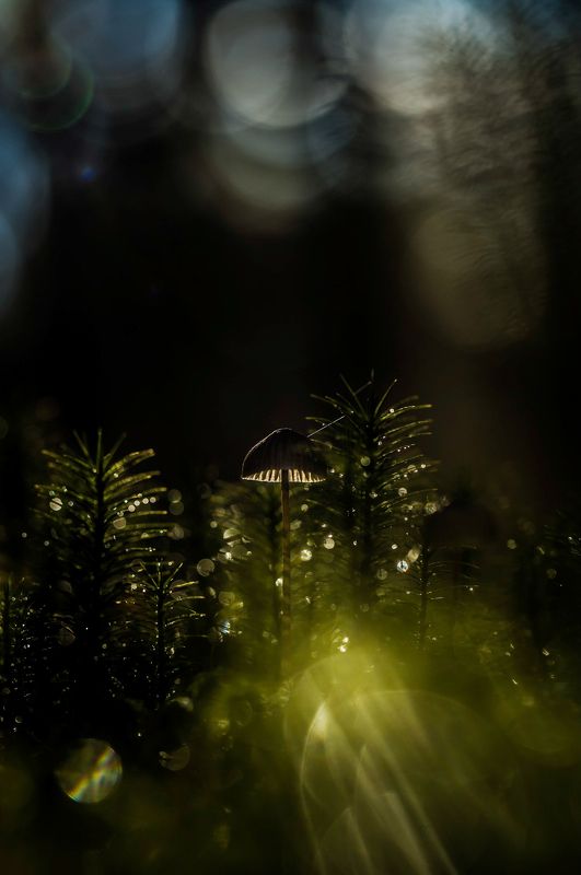 morning lightphoto preview