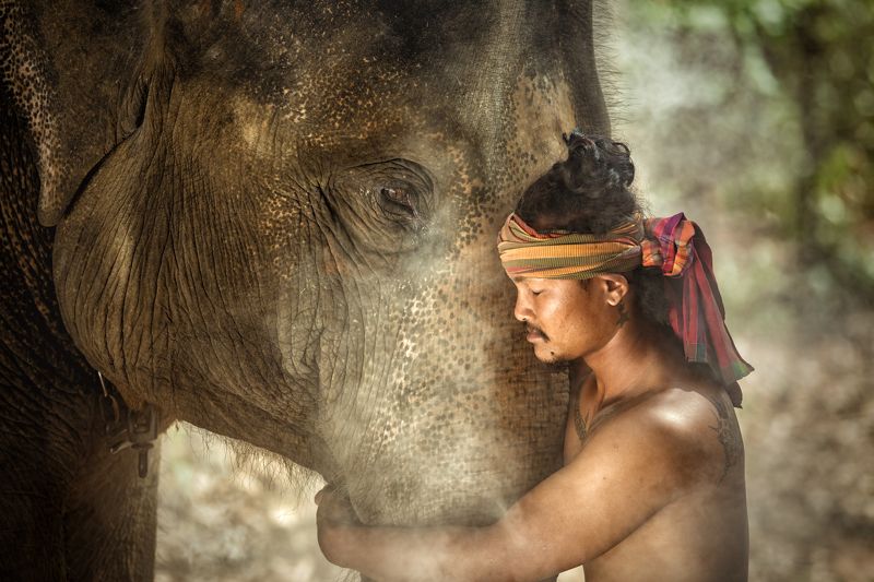 elephant,man,person,animal,thai,india,portrait, Friendshipphoto preview