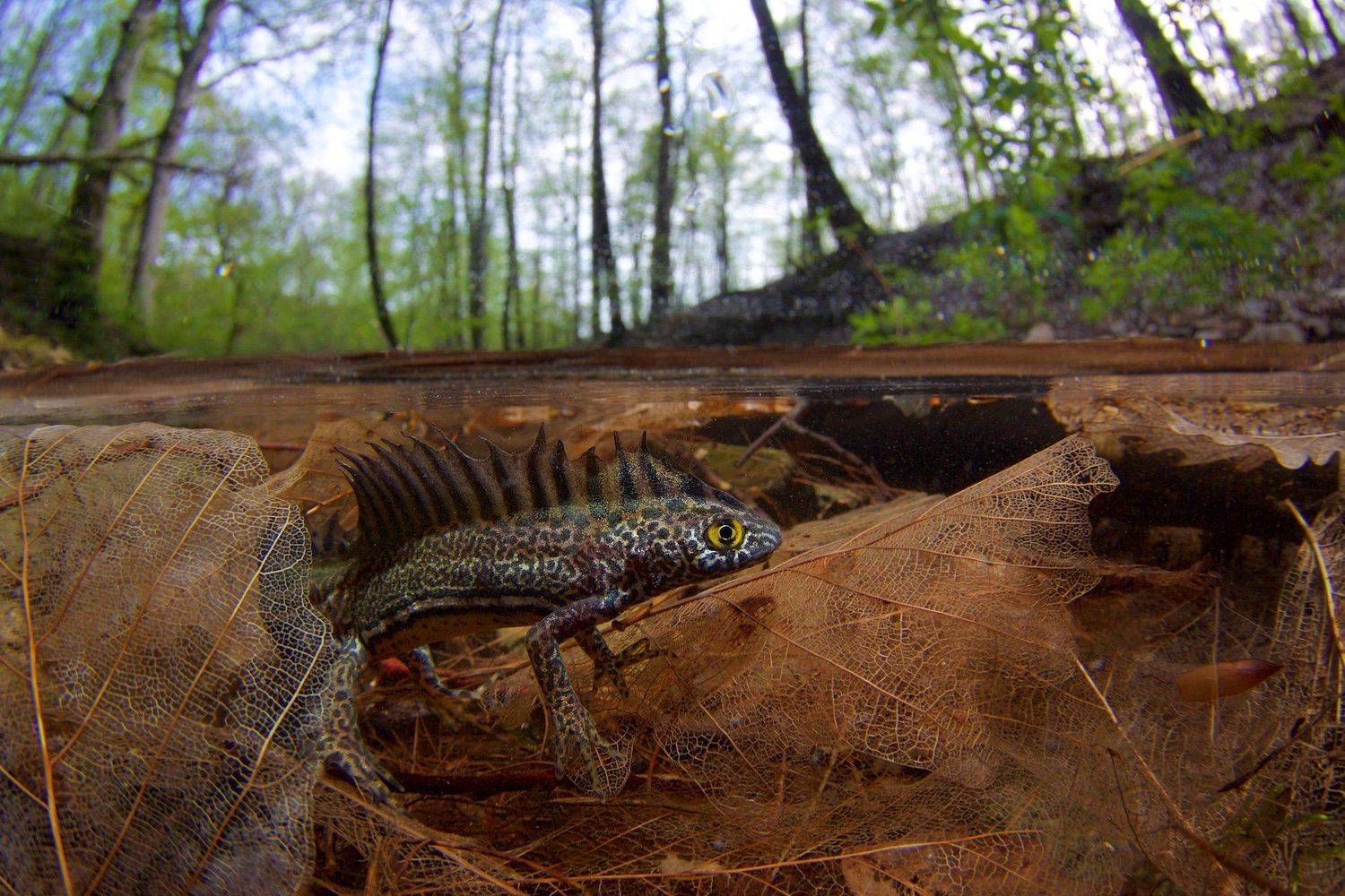тритон, подводная съемка, весна, , Никифоров Егор