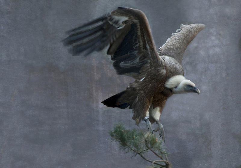 Vautour fauve*photo preview