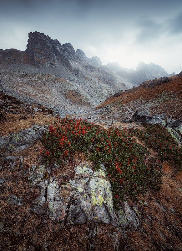 Высокогорная клумбаphoto preview