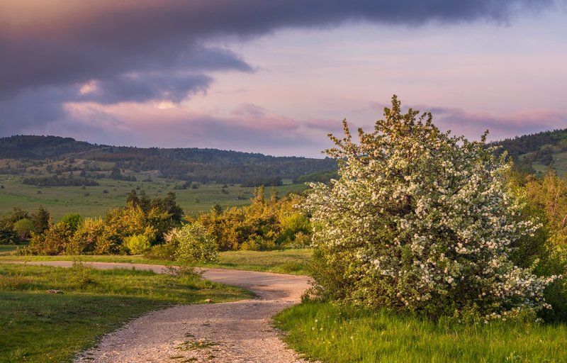 май, весна, вечер, ай-петри, цветение Этот цветущий майphoto preview