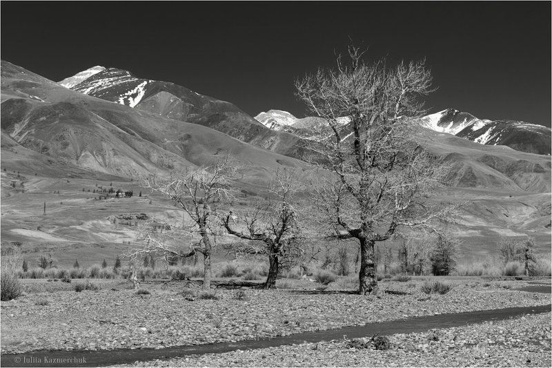 landscape, scenic, nature, view, black and white, mountains, snow, steppe, poplar, tree, Chagan-Uzun, Altai На земле корявых тополейphoto preview