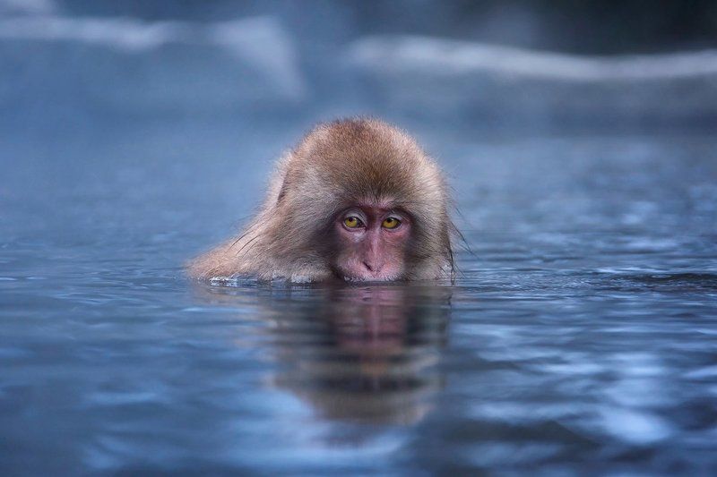 япония, обезьяна Холодно мне… холодно…photo preview