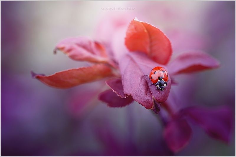 весна, апрель, насекомые, букашки, макро Я вижу тебя. Апрель СКФО. 2017photo preview