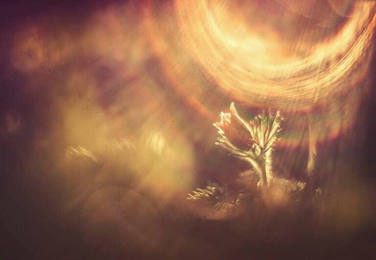 ... и солнце душу мне ласкает и своим светом заполняет.... Автор: Татьяна Аверина , Татьяна Аверина