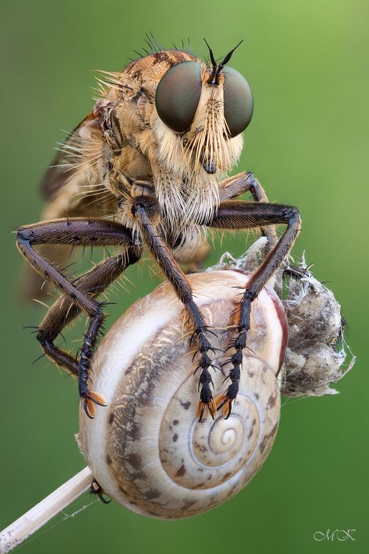 ктырь, robber fly, asilidae Серый Братphoto preview