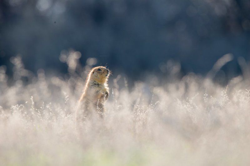 суслик,животные,фотоохота Сусликphoto preview