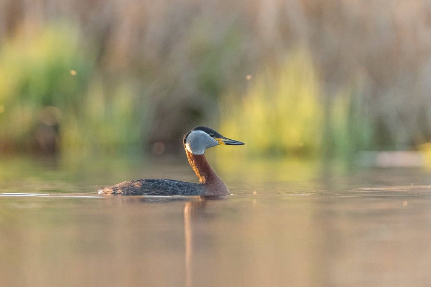red-necked grebe; Podiceps grisegena; Birder's Corner; Birds, Dominik Chrzanowski