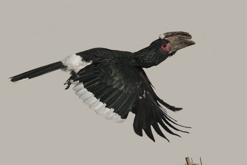 Trumpeter Hornbills #photo preview