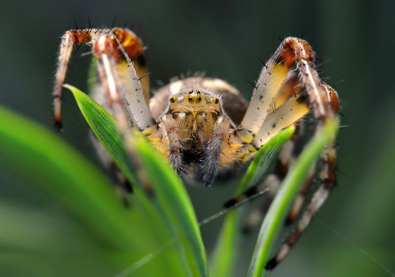 В засаде. Портрет крестовикаphoto preview