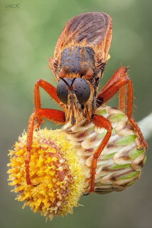 ктырь, robber fly, asilidae Рыжий Братphoto preview