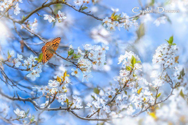 crystal dreams, macro, spring, color, art, nature, butterfly \