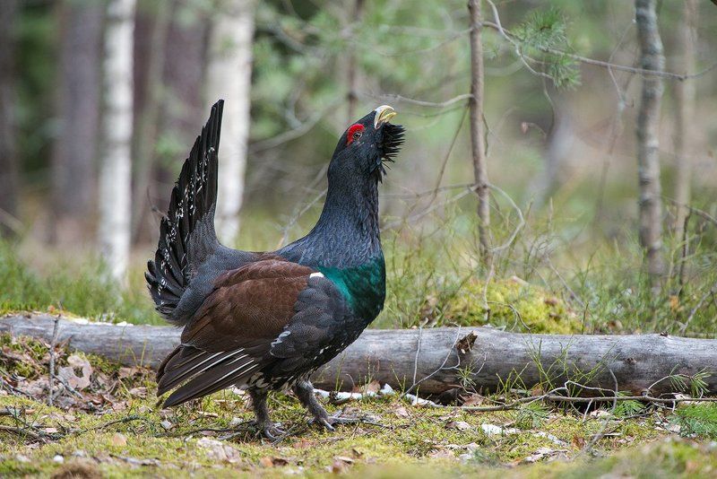 Глухарь. фото превью