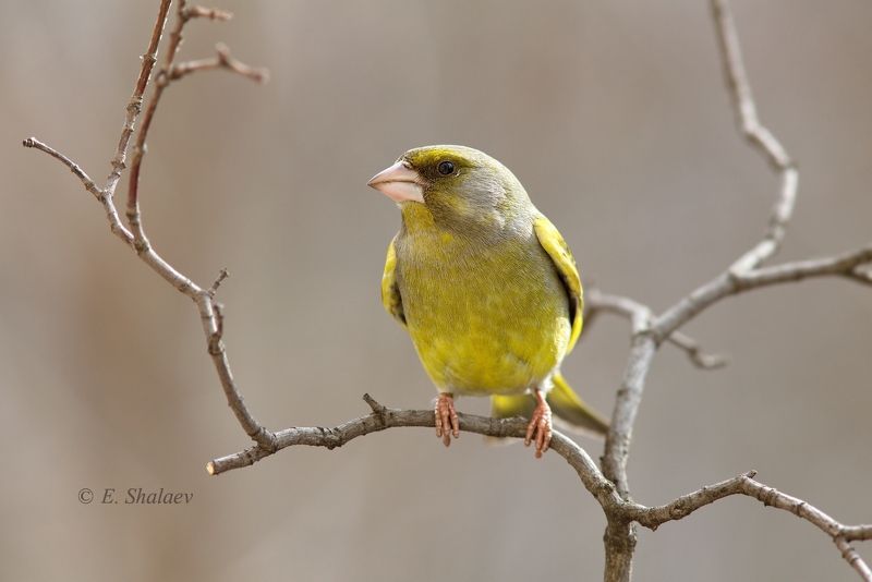 birds,carduelis chloris,european greenfinch,обыкновенная зеленушка,птица,птицы,фотоохота Зеленушки.photo preview
