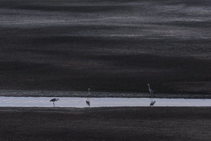 серая, цапля На рыбалкеphoto preview