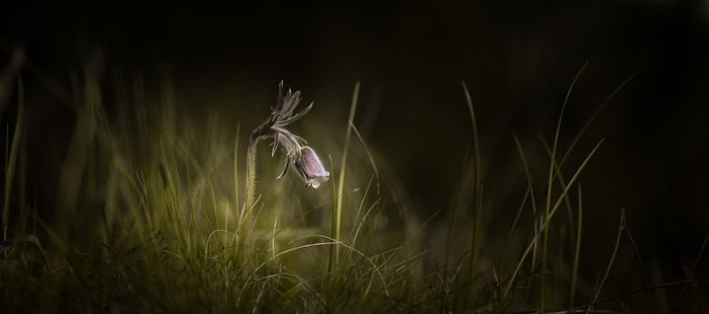 Small Pasque Flowerphoto preview