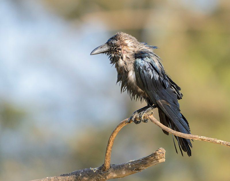 большеклювая ворона после купанияphoto preview