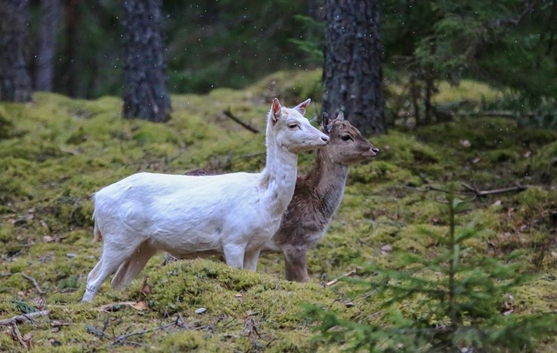 Молодые лани.photo preview