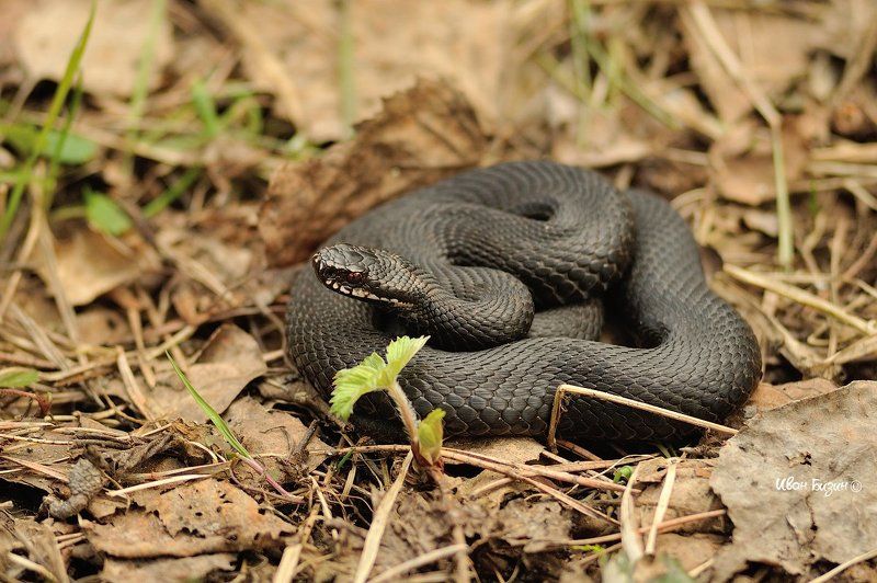 змея, гадюка, весна гадюкаphoto preview