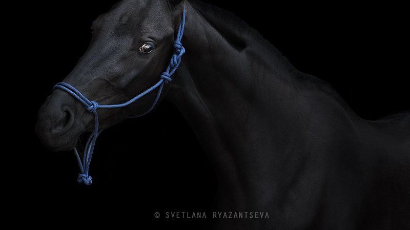 horse, black horse, black, dark, look, horses, horse head, portrait, портрет, лошадь, лошади out of darknessphoto preview