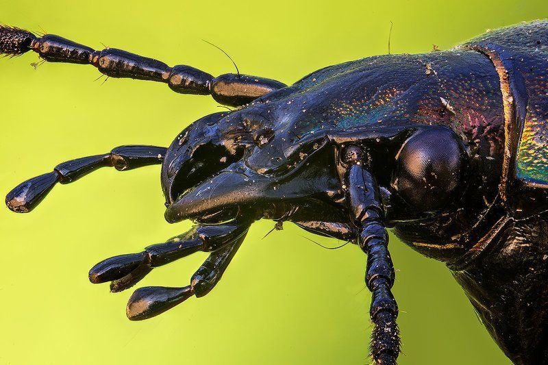 Carabidaephoto preview