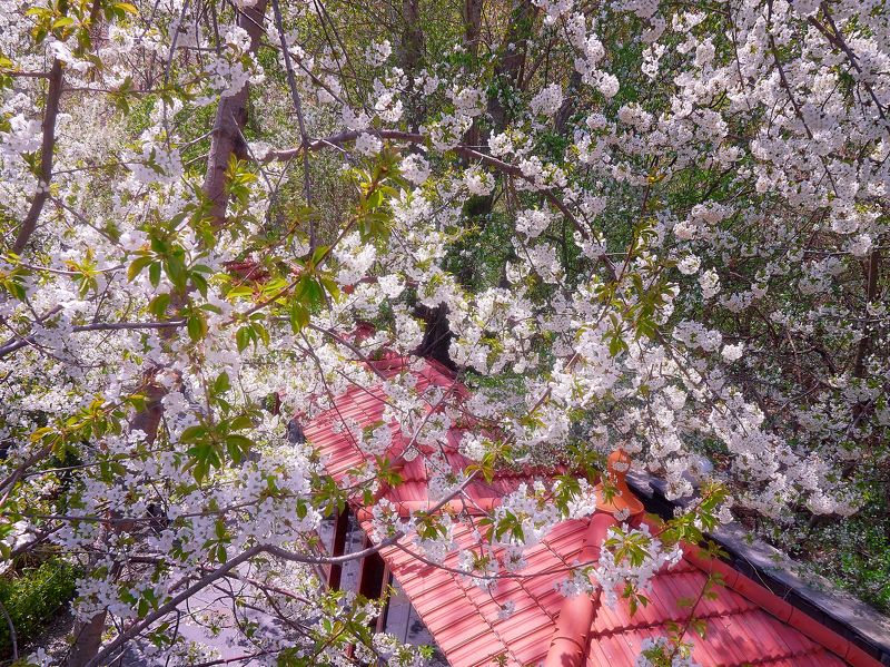 иран Цветы Иранаphoto preview