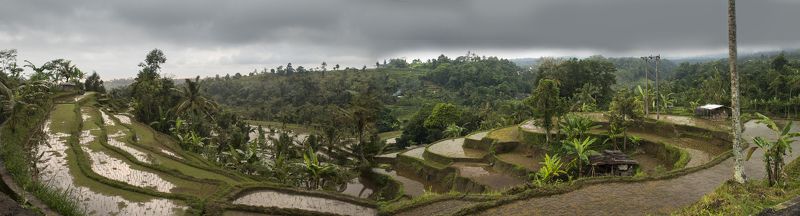 бали, остров, сказка, тропики, экзотика, индонезия Рисовые террасыphoto preview