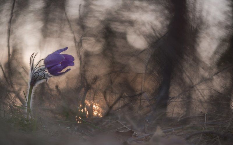 прострел ***photo preview