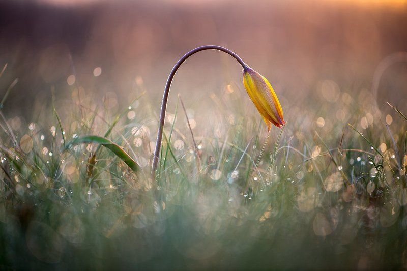 цветы,цветок,макро,растения,природа,тюльпан,flowers,flower,plants,tulips,macro Тюльпаныphoto preview