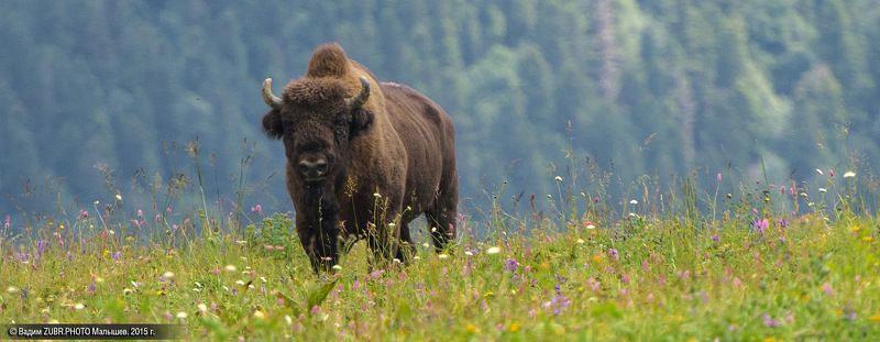 зубр, Хозяинphoto preview