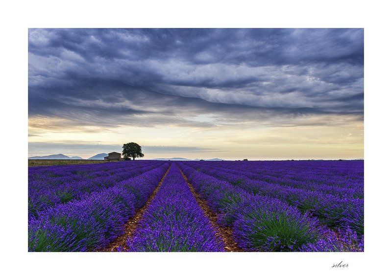 provence Lavender fieldphoto preview