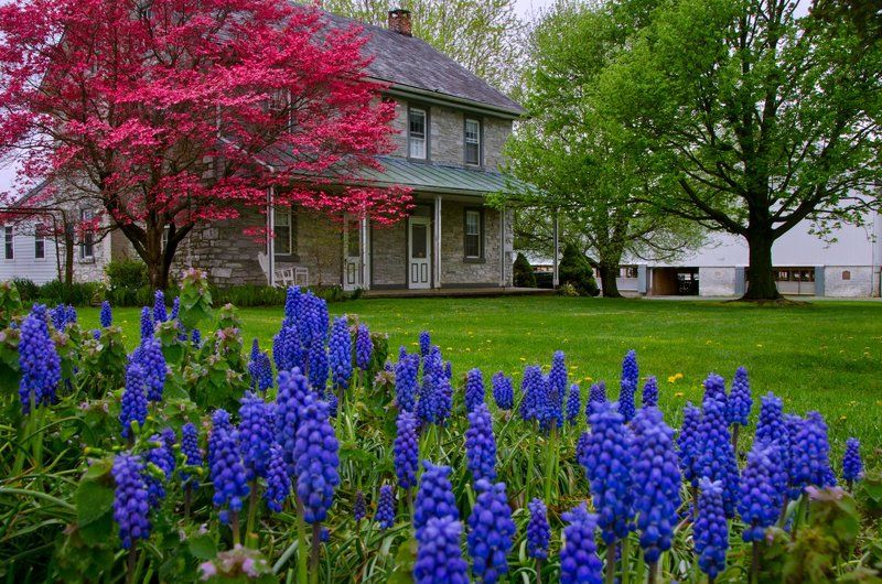 Spring at the Farmphoto preview
