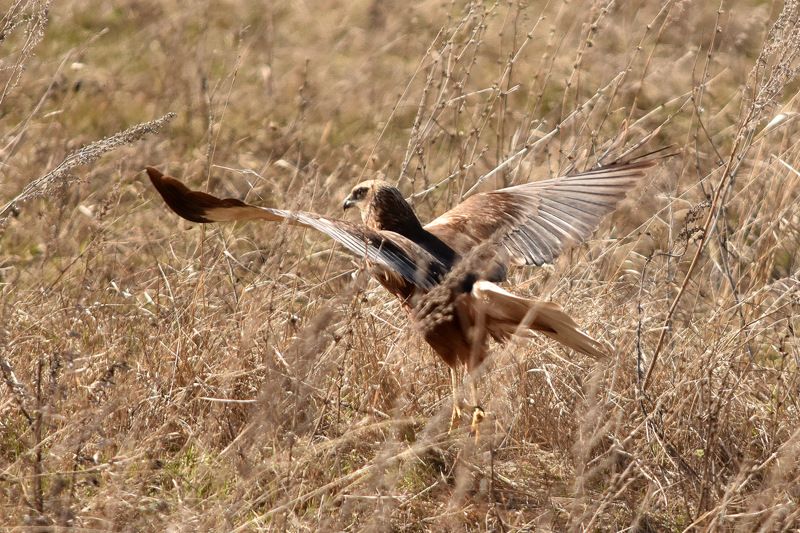 листопад Болотный лунь (самец)photo preview
