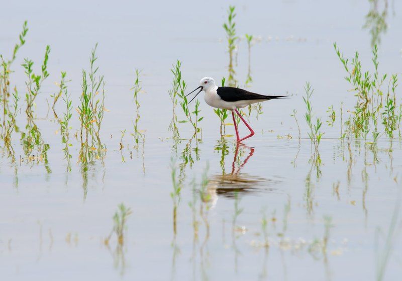 калмыкия, кулик Прогулкаphoto preview
