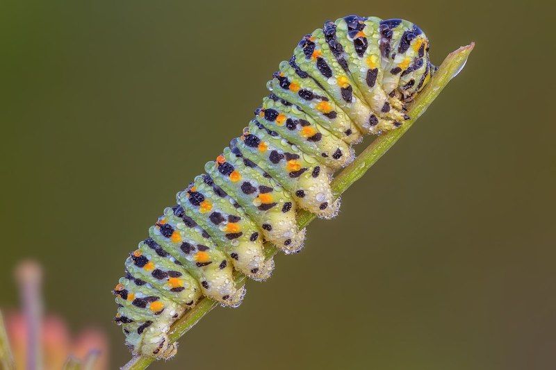 Papilio machaonphoto preview