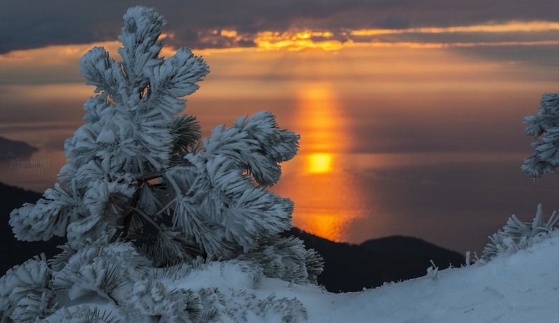 снег, восход, сосны в снегу,утро Последний снег на Ай-петриphoto preview