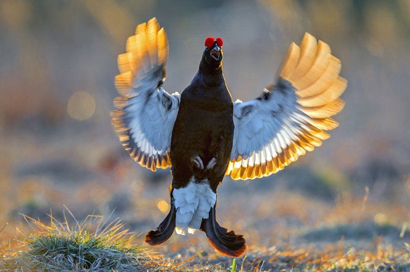 тетерев, ток, сергей иванов Баттерфляйphoto preview