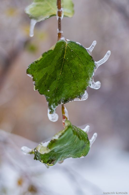 макро, листья, ветка, природа, лед, осень, macro, leaves, branch, nature, ice, autumn После ледяного дождяphoto preview