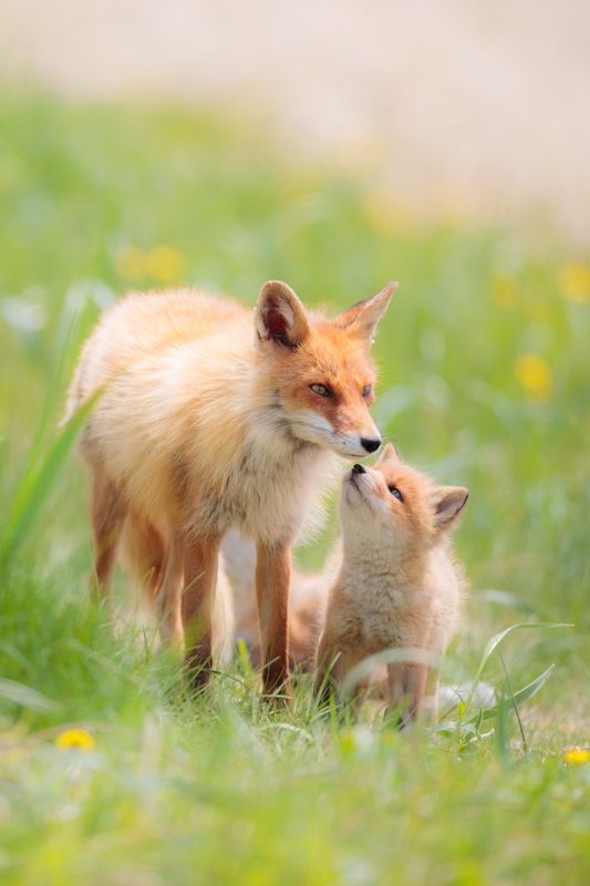 Red Foxphoto preview