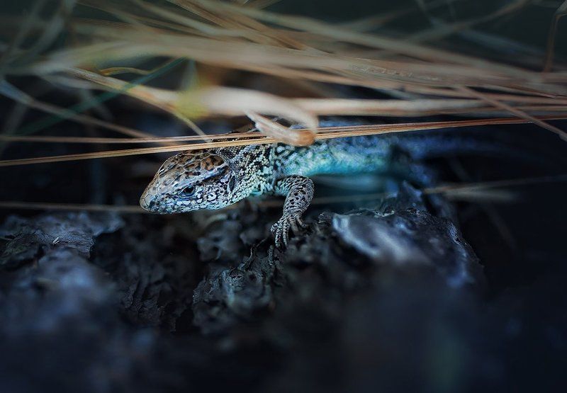 ящерка Миладорьяphoto preview