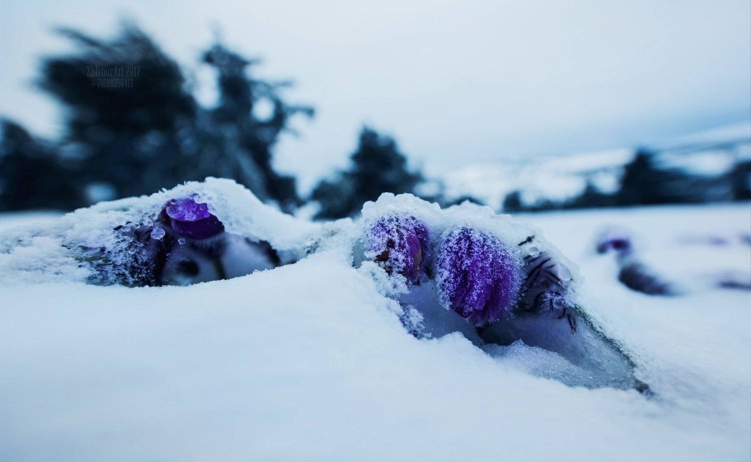 Последний снег.. Автор: Илья Жирнов снег,цветы,цветы в снегу,сон трава в снегу,оледенение,лед,холод,, Илья Жирнов