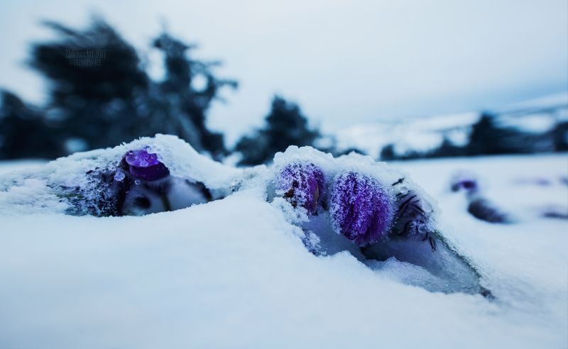 снег,цветы,цветы в снегу,сон трава в снегу,оледенение,лед,холод, Последний снег.photo preview