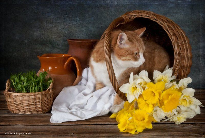 натюркотики, натюрморт, весна, рыжая кошка, нарциссы, корзинка Рыжая Кошка ждёт веснуphoto preview