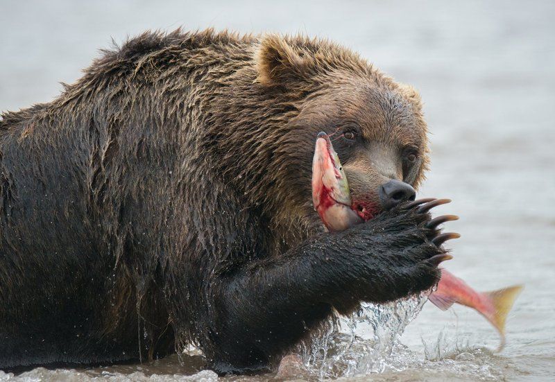 камчатка, курильское озеро Жизнь медвежья....photo preview
