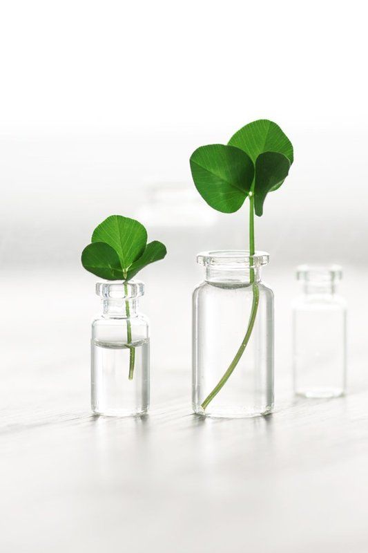 Листочки клевераphoto preview