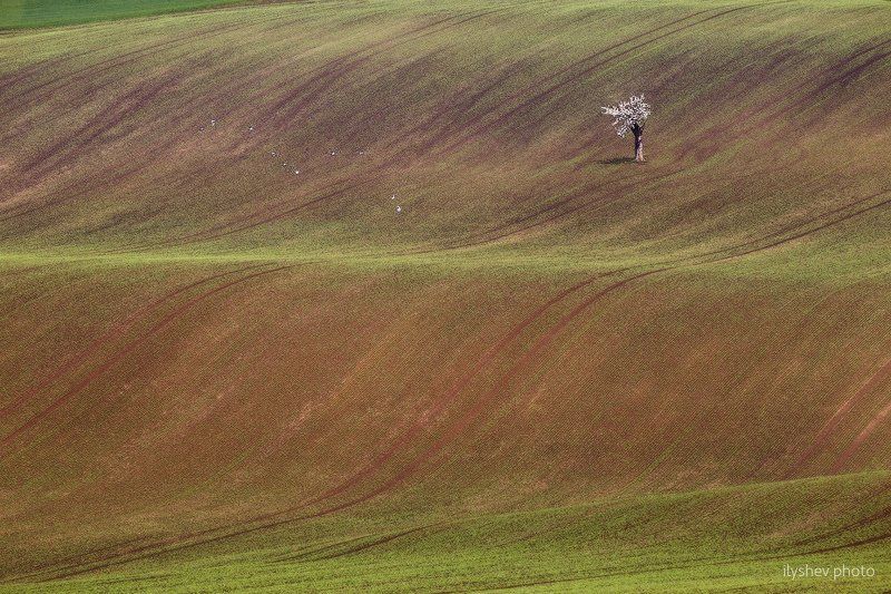 пейзаж, чехия, моравия, природа, дерево, поле, весна птицыphoto preview