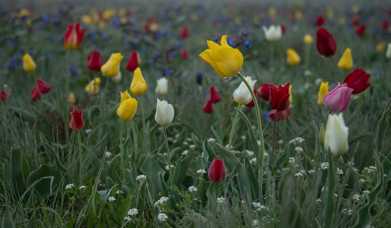 крым crimea степь тюльпаны опук туман роса Туманный степной Крымphoto preview