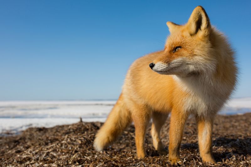 redfox, winter, wildlife, wild, fox, vulpesvulpes, portrait, animal, red_fox, nature Proud Foxphoto preview